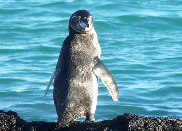 Galapagos pingvinen