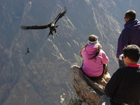 Cruz Del Condor Arequipa. The canyon is home to the Andean Condor, a species that has been the focus of worldwide conservation efforts