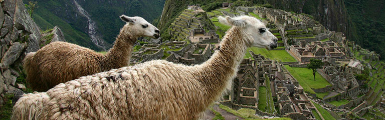 Lama Machu Picchu Peru